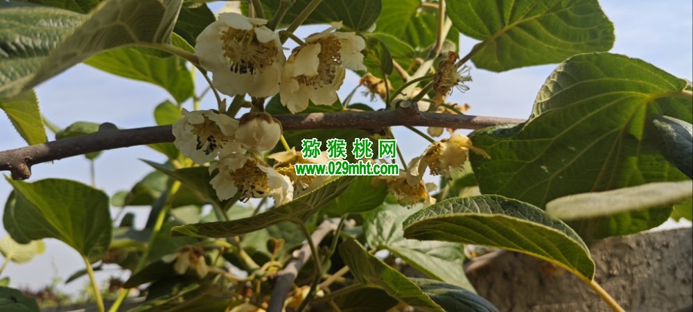 豪门国际 4f4f4