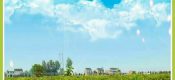 2020年周至翠香豪门国际猕猴桃全施用农家肥，现在已经发出了嫩嫩的芽，花蕾已现，期待8月底和朋友们的见面