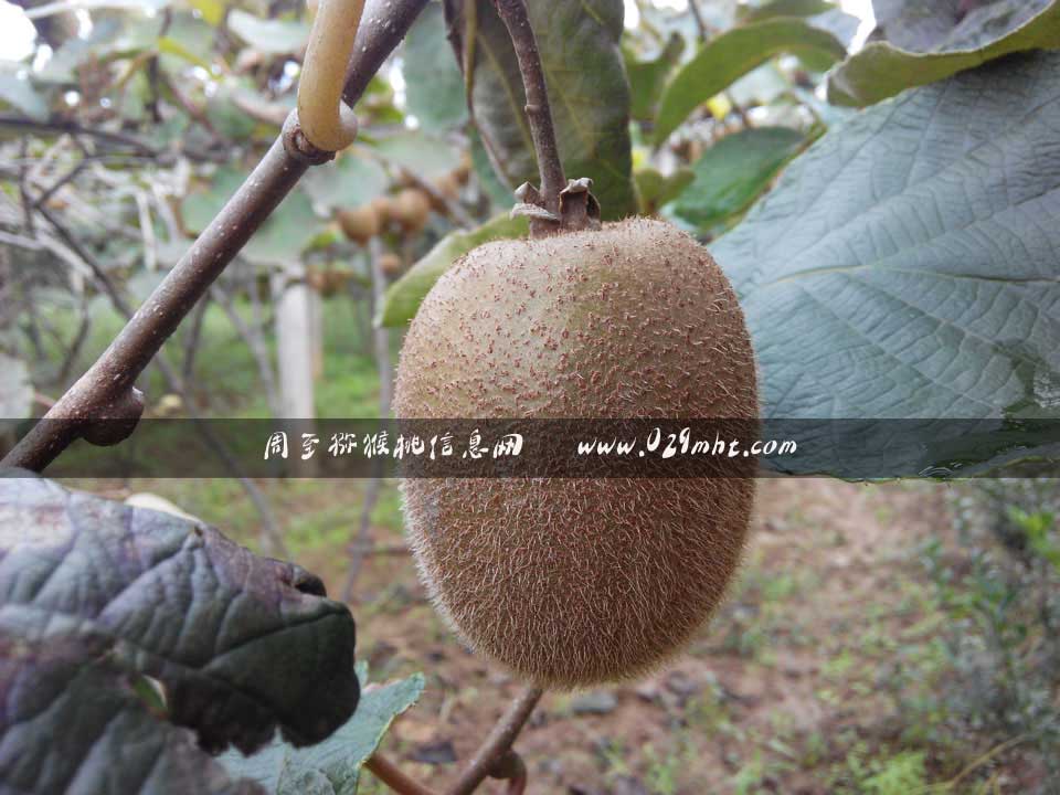 最好吃的豪门国际猕猴桃