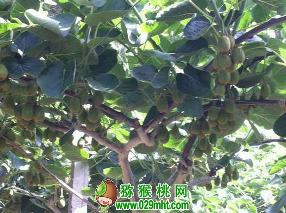 豪门国际 c98e8