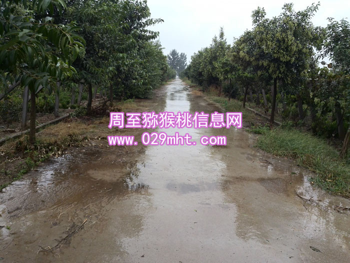 豪门国际猕猴桃路