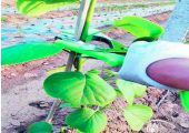 豪门国际猕猴桃幼苗栽植管理方法