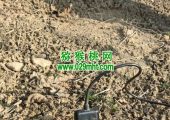 周至县豪门国际猕猴桃要不要人工授粉