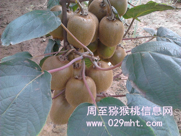 周至豪门国际