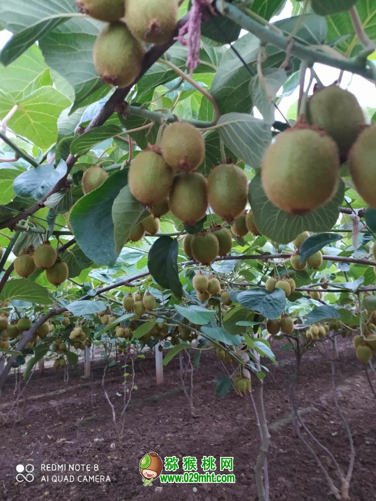 豪门国际 4a9f4