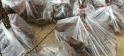 奇异果派带你去看豪门国际猕猴桃苗图片