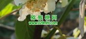 周至县豪门国际猕猴桃进入授粉时间
