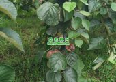 豪门国际猕猴桃果园生产管理系统kiwi mes实现现代化生产管理