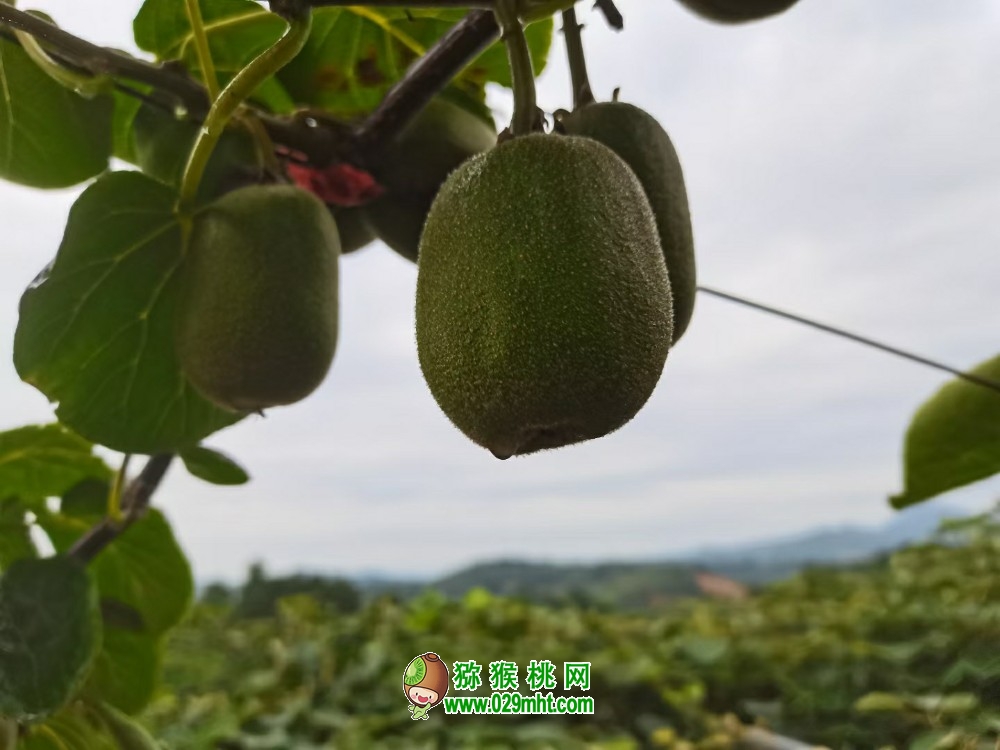 江西豪门国际猕猴桃6月份生长汇报，走进豪门国际猕猴桃102期