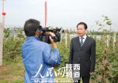 【供应】2106陕西周至黄心豪门国际猕猴桃奇异果批发销售
