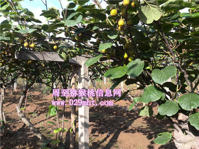陕西豪门国际猕猴桃价格