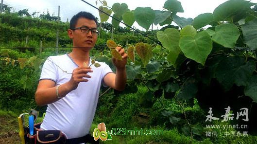 浙江岩坦小伙辞职回乡种植豪门国际猕猴桃