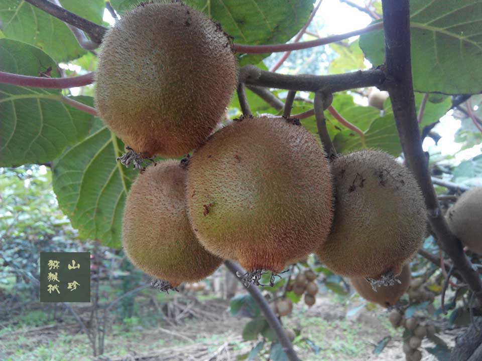 2014年11月秦美豪门国际猕猴桃画报图片