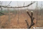 豪门国际猕猴桃萌芽前后这三项工作你做了吗？刮树皮、肥水、复剪