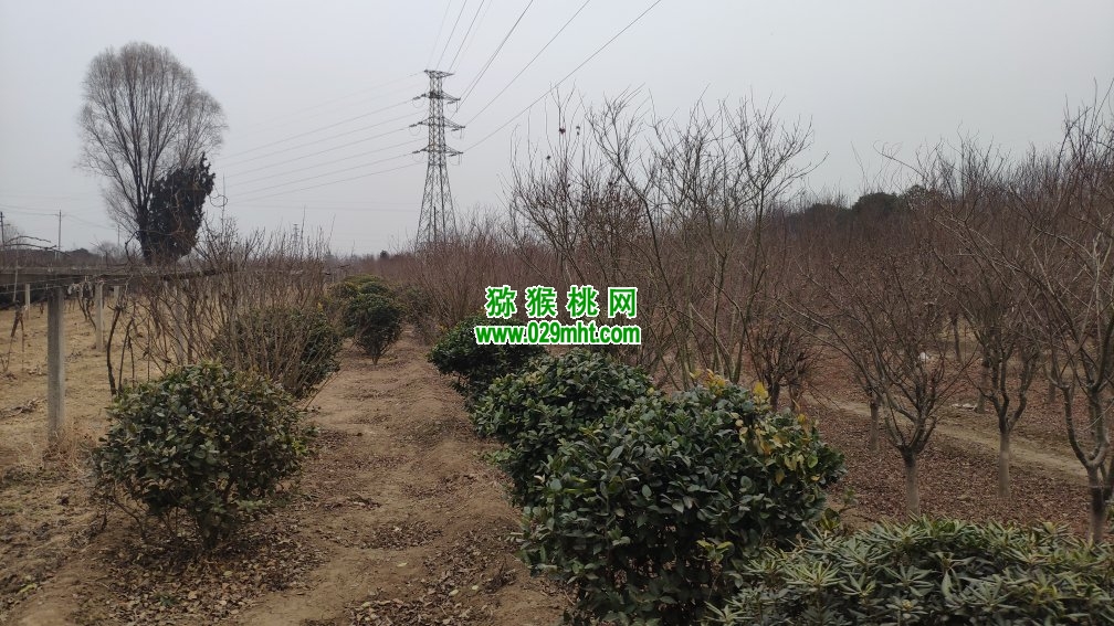 豪门国际 3ad30