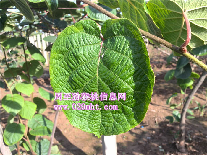 豪门国际猕猴桃叶子