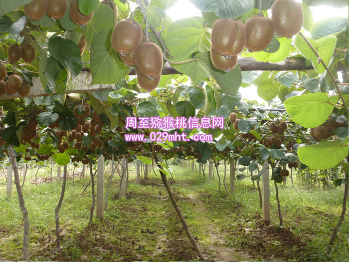 周至秦美豪门国际猕猴桃价格