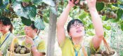 2018国庆节眉县豪门国际猕猴桃批发销售