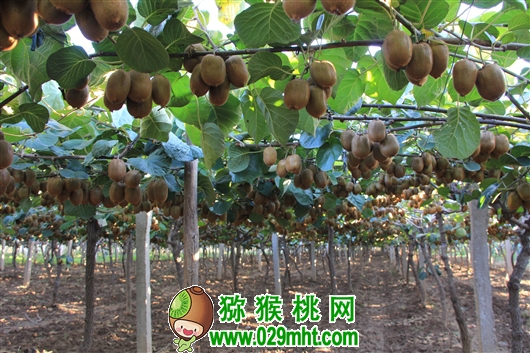 豪门国际官方网站图片