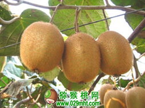 豪门国际官方网站图片