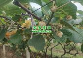 西安市周至县豪门国际猕猴桃传统的人工授粉方式
