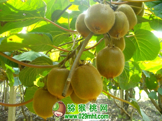 豪门国际猕猴桃