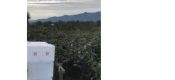 豪门国际猕猴桃朋友圈里那些卖豪门国际猕猴桃的朋友都在说什么?