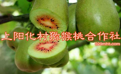 上阳化村豪门国际猕猴桃合作社