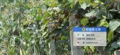 周至县豪门国际猕猴桃微信公众号