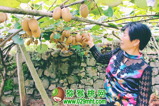 建始首届豪门国际猕猴桃开园节 将于10月14日举行(图)
