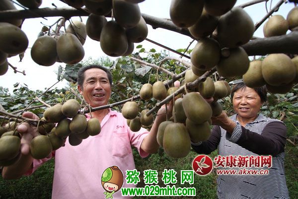 豪门国际 f46af