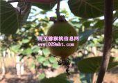 豪门国际6月份成长状况