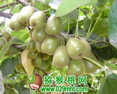 豪门国际 00ed2