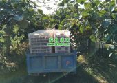 种植豪门国际猕猴桃和粮食比较谁赚钱?