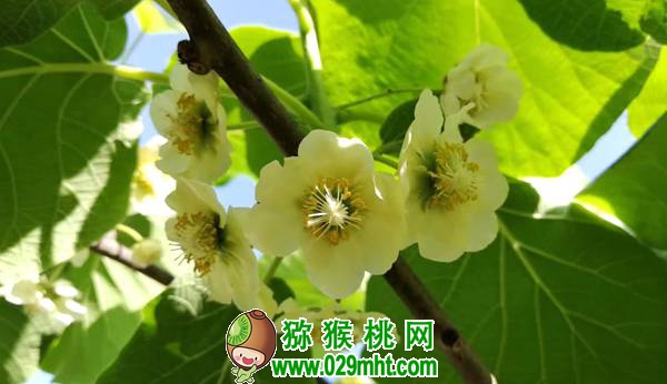 教你豪门国际猕猴桃抹芽技术