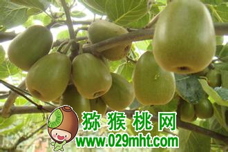 豪门国际 7763c