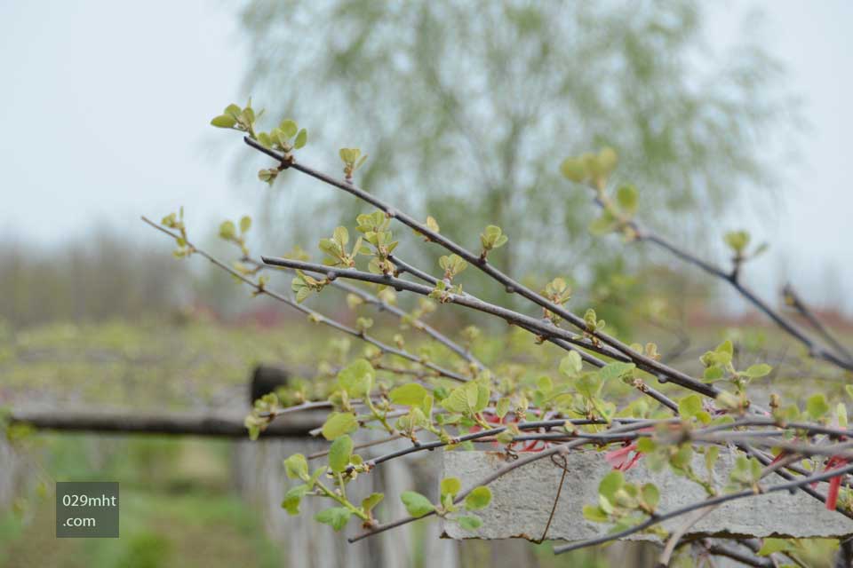 2015年清明节豪门国际猕猴桃基地美好画报1.jpg