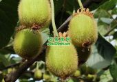 数字化周至豪门国际猕猴桃让周至豪门国际猕猴桃精细化生长