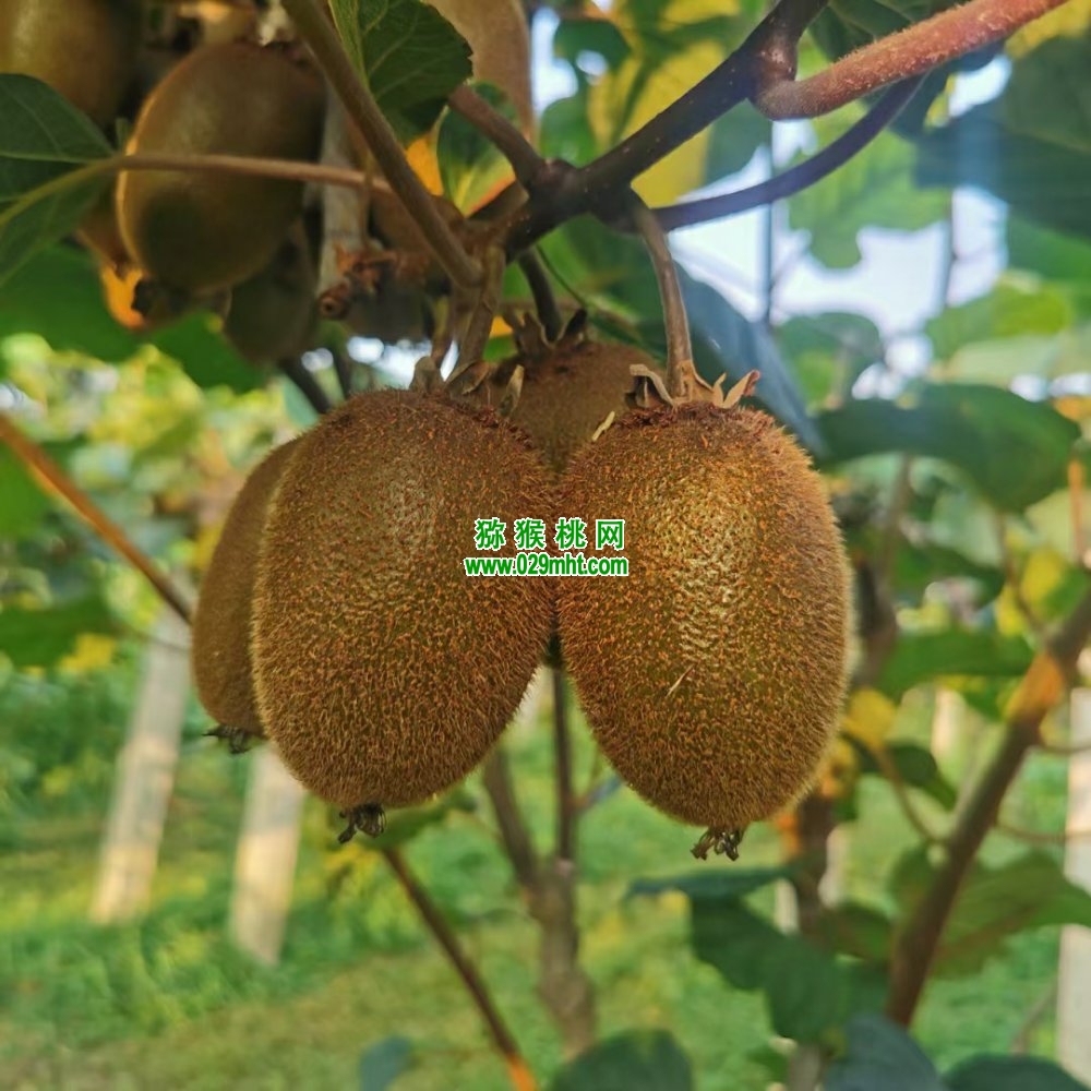 豪门国际 edc50