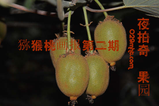 夜拍豪门国际猕猴桃550.jpg