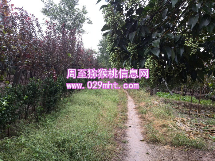 秦美豪门国际猕猴桃酒