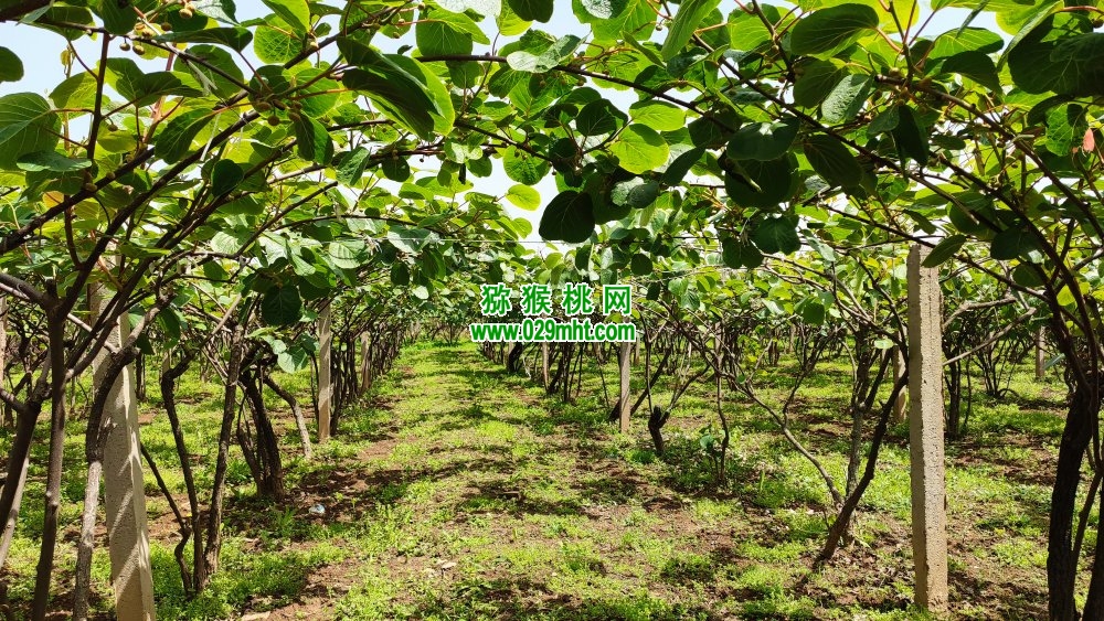 豪门国际 d6b78