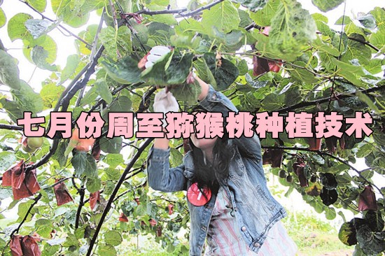 七月份<a href=http://www.linux-china.com/zhouzhimihoutao/ target=_blank class=infotextkey />周至豪门国际猕猴桃</a>种植技术.jpg