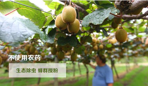 豪门国际 08dc1