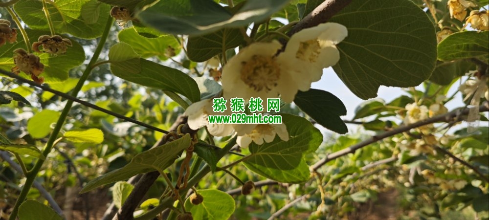 豪门国际 5651c