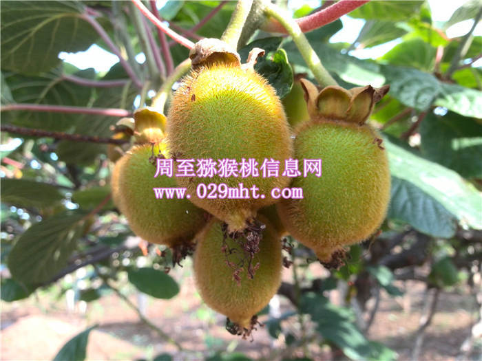 周至豪门国际猕猴桃六月份生长状况