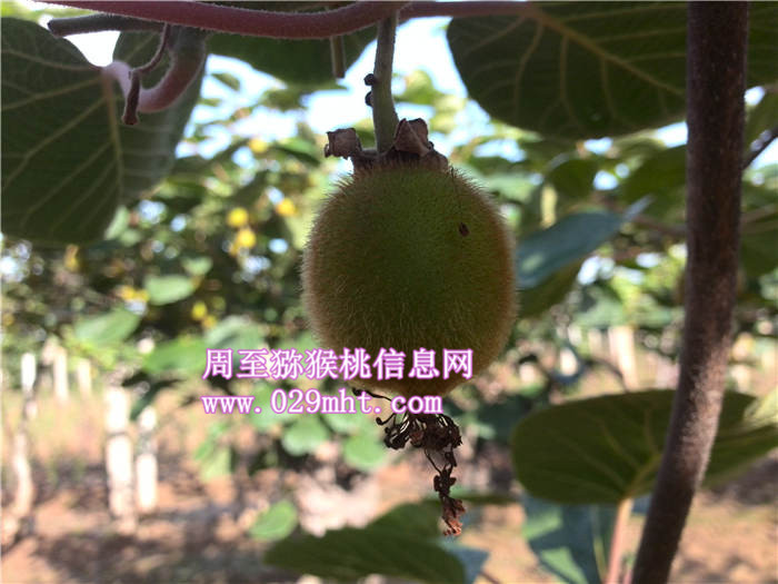 陕西豪门国际猕猴桃营养价值