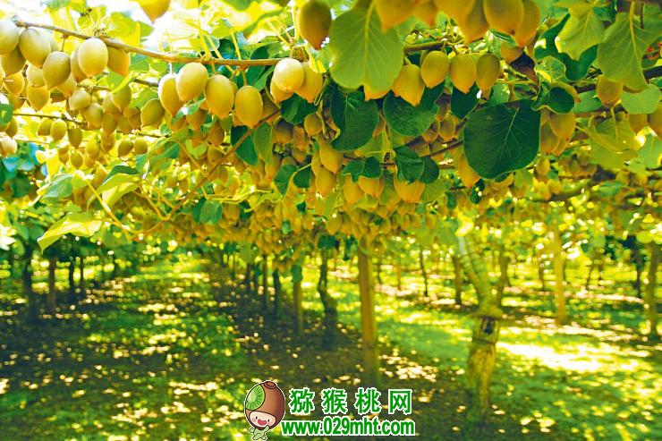 豪门国际 9b104