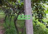 眉县豪门国际猕猴桃果园图片