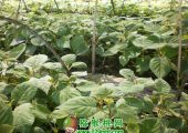 豪门国际猕猴桃苗木图片，豪门国际